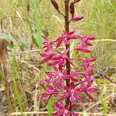 Dipodium punctatum (Blotched Hyacinth Orchid) at Pillar Valley, NSW - 18 Nov 2024 by Topwood