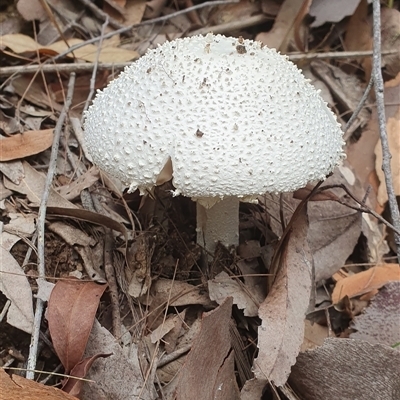 Unidentified Fungus at Pillar Valley, NSW - 18 Nov 2024 by Topwood