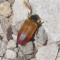 Unidentified Beetle (Coleoptera) at Pillar Valley, NSW - 18 Nov 2024 by Topwood