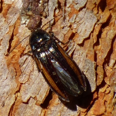 Unidentified Click beetle (Elateridae) at West Hobart, TAS - 18 Nov 2024 by VanessaC