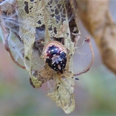 Anischys luteovarius (A shield bug) at West Hobart, TAS - 18 Nov 2024 by VanessaC