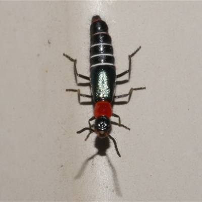 Carphurus sp. (genus) (Soft-winged flower beetle) at Freshwater Creek, VIC - 10 Nov 2024 by WendyEM