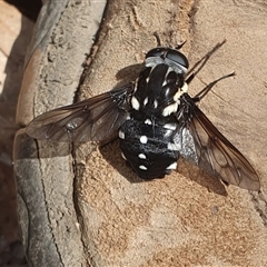 Triclista guttata (March or Horse Fly) at Pillar Valley, NSW - 18 Nov 2024 by Topwood