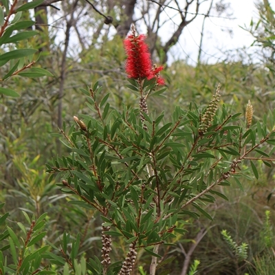 Callistemon citrinus (Crimson Bottlebrush) at Tianjara, NSW - 16 Nov 2024 by Clarel