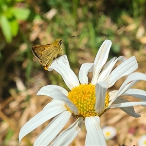 Ocybadistes walkeri at Isaacs, ACT - 14 Nov 2024