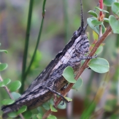 Coryphistes ruricola (Bark-mimicking Grasshopper) at Tianjara, NSW - 16 Nov 2024 by Clarel