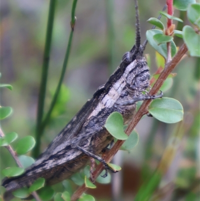 Coryphistes ruricola (Bark-mimicking Grasshopper) at Tianjara, NSW - 16 Nov 2024 by Clarel