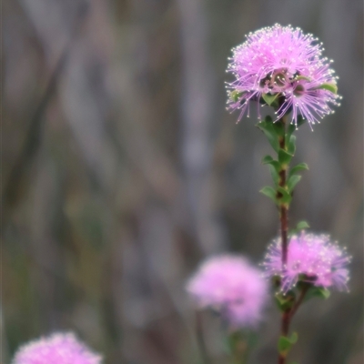 Kunzea capitata (Pink Kunzea) at Tianjara, NSW - 16 Nov 2024 by Clarel