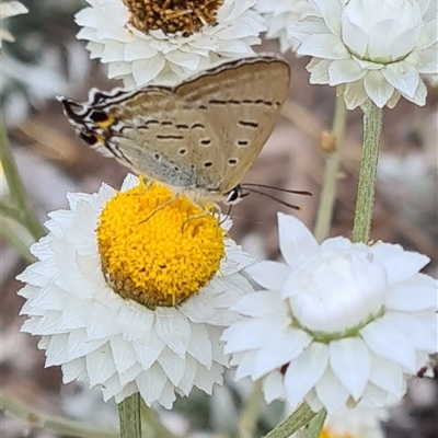 Jalmenus ictinus (Stencilled Hairstreak) at Yarralumla, ACT - 12 Nov 2024 by galah681