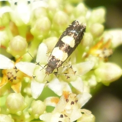 Glyphipterix chrysoplanetis (A Sedge Moth) at Freshwater Creek, VIC - 10 Nov 2024 by WendyEM