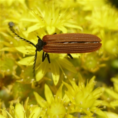 Porrostoma rhipidium (Long-nosed Lycid (Net-winged) beetle) at Freshwater Creek, VIC - 10 Nov 2024 by WendyEM