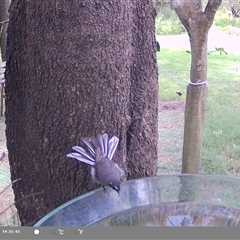 Rhipidura albiscapa (Grey Fantail) at Shark Creek, NSW - 15 Nov 2024 by Topwood