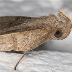 Simplicia armatalis (Crescent Moth) at Melba, ACT - 14 Nov 2024 by kasiaaus