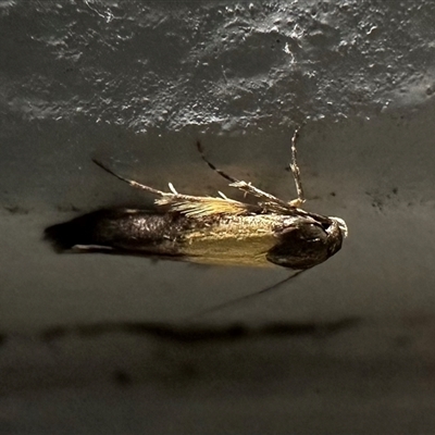 Stathmopoda (genus) (A curved-horn moth) at Ainslie, ACT - 16 Nov 2024 by Pirom