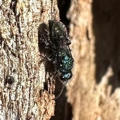 Mutillidae (family) (Unidentified Mutillid wasp or velvet ant) at Ainslie, ACT - 18 Nov 2024 by Pirom