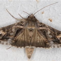 Chrysodeixis argentifera (Tobacco Looper) at Melba, ACT - 14 Nov 2024 by kasiaaus