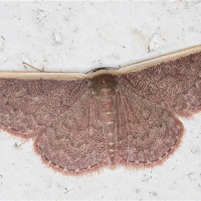 Idaea inversata (Purple Wave) at Melba, ACT - 14 Nov 2024 by kasiaaus