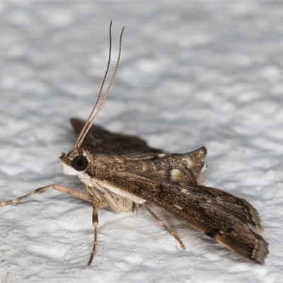 Nacoleia rhoeoalis (Spilomelinae) at Melba, ACT - 14 Nov 2024 by kasiaaus