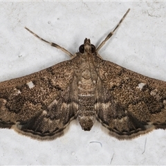 Nacoleia rhoeoalis at Melba, ACT - 14 Nov 2024 10:51 PM