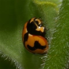 Coccinella transversalis (Transverse Ladybird) at Freshwater Creek, VIC - 17 Nov 2024 by WendyEM