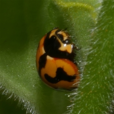 Coccinella transversalis (Transverse Ladybird) at Freshwater Creek, VIC - 17 Nov 2024 by WendyEM