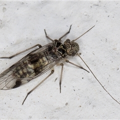 Psocodea 'Psocoptera' sp. (order) (Unidentified plant louse) at Melba, ACT - 15 Nov 2024 by kasiaaus