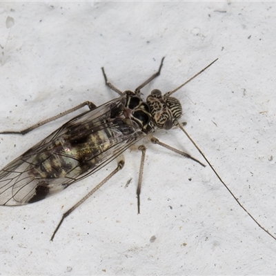 Psocodea 'Psocoptera' sp. (order) (Unidentified plant louse) at Melba, ACT - 15 Nov 2024 by kasiaaus