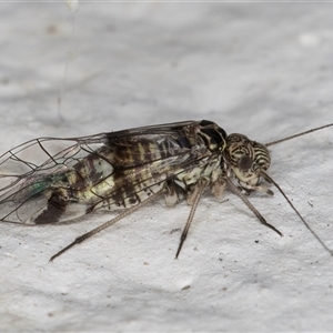 Psocodea 'Psocoptera' sp. (order) at Melba, ACT - 15 Nov 2024