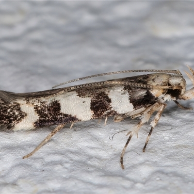Limnaecia camptosema (A Cosmet moth (Cosmopteriginae) at Melba, ACT - 15 Nov 2024 by kasiaaus
