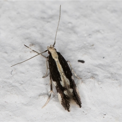 Labdia oxysema (A Curved-horn moth) at Melba, ACT - 15 Nov 2024 by kasiaaus