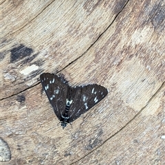 Cruria synopla (Forest Day-moth) at Mount Kembla, NSW - 18 Nov 2024 by BackyardHabitatProject