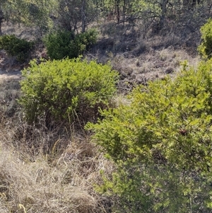 Grevillea sp. at Chisholm, ACT - 18 Nov 2024