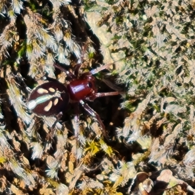 Habronestes bradleyi (Bradley's Ant-Eating Spider) at Symonston, ACT - 18 Nov 2024 by Mike