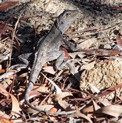 Amphibolurus muricatus (Jacky Lizard) at Chisholm, ACT - 17 Nov 2024 by RomanSoroka