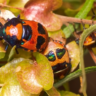 Choerocoris paganus (Ground shield bug) at Ainslie, ACT - 17 Nov 2024 by jb2602