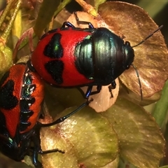 Choerocoris paganus at Ainslie, ACT - 17 Nov 2024