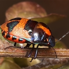 Choerocoris paganus at Ainslie, ACT - 17 Nov 2024