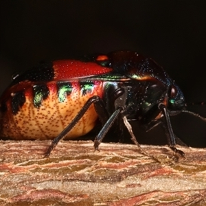 Choerocoris paganus at Ainslie, ACT - 17 Nov 2024