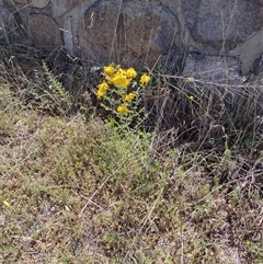 Hypericum perforatum (St John's Wort) at Chisholm, ACT - 17 Nov 2024 by PatMASH