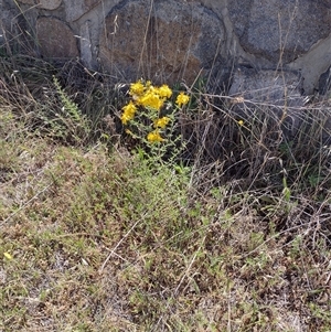 Hypericum perforatum at Chisholm, ACT - 18 Nov 2024 10:32 AM