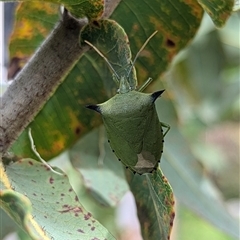 Biprorulus bibax (Spined citrus bug) at Mount Kembla, NSW - 16 Nov 2024 by BackyardHabitatProject