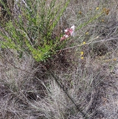 Oenothera lindheimeri (Clockweed) at Chisholm, ACT - 17 Nov 2024 by PatMASH