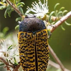 Stigmodera macularia (Macularia jewel beetle) at Penrose, NSW - 16 Nov 2024 by Aussiegall