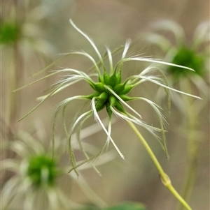 Clematis leptophylla at Bungonia, NSW - 17 Nov 2024 01:11 PM