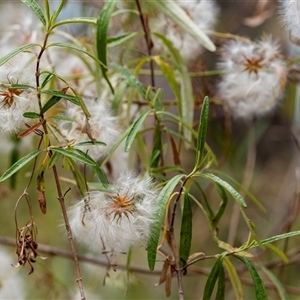 Clematis leptophylla at Bungonia, NSW - 17 Nov 2024 01:11 PM