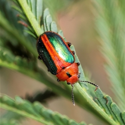 Calomela curtisi (Acacia leaf beetle) at Bungonia, NSW - 17 Nov 2024 by Aussiegall