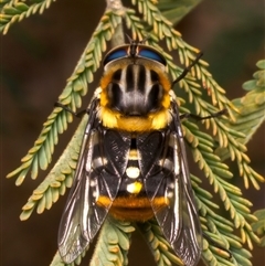 Scaptia (Scaptia) auriflua (A flower-feeding march fly) at Ainslie, ACT - 17 Nov 2024 by jb2602