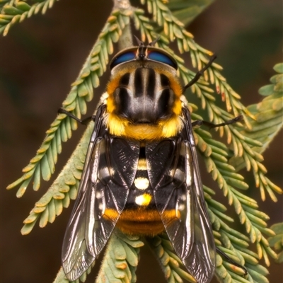 Scaptia (Scaptia) auriflua (A flower-feeding march fly) at Ainslie, ACT - 17 Nov 2024 by jb2602