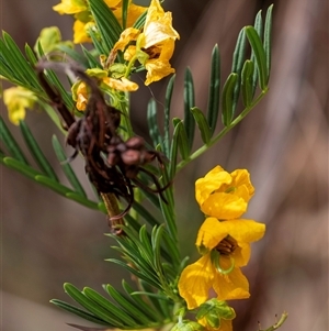 Senna aciphylla at Bungonia, NSW - 17 Nov 2024 12:57 PM