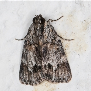 Spectrotrota fimbrialis at Melba, ACT - 15 Nov 2024 11:11 PM